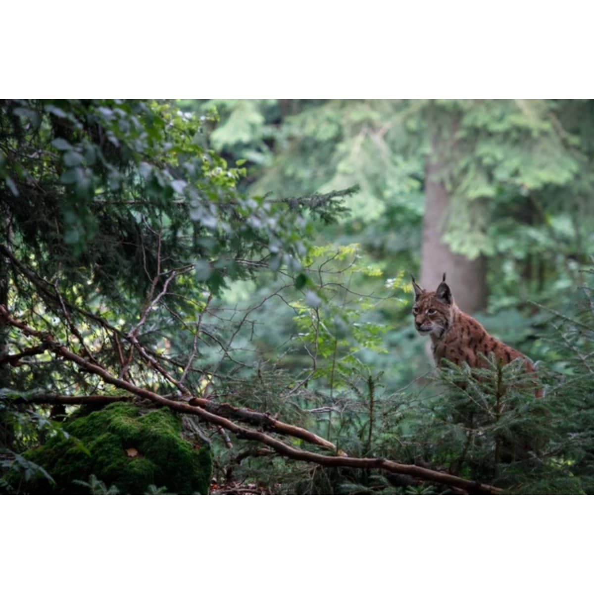 WildTrail C20 - Caméra de Chasse Connectée en Wi-Fi et Bluetooth